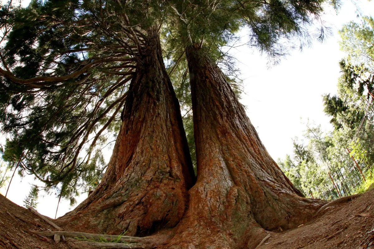 Arborele Sequoia din Apuseni