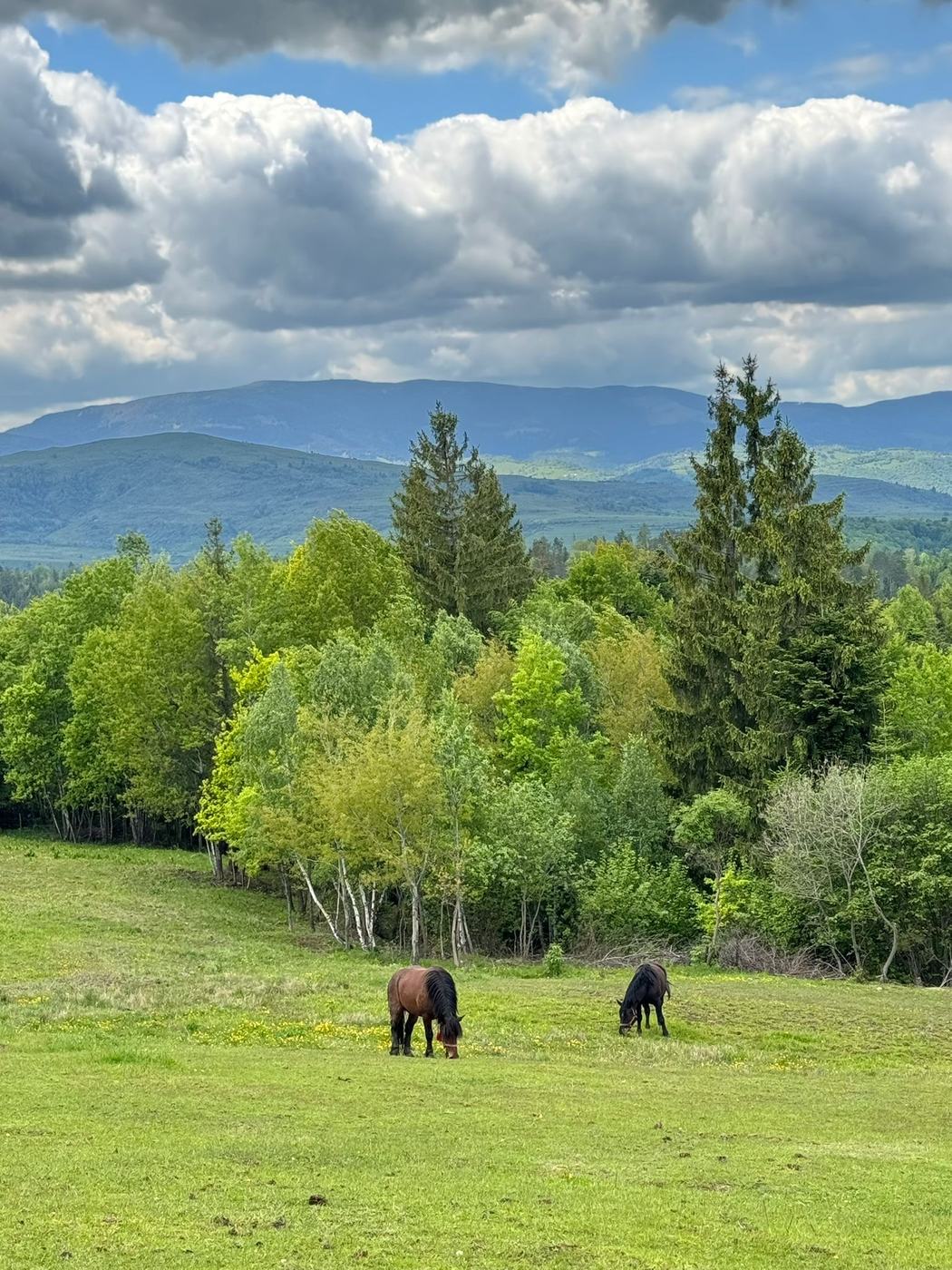 Curtea Apusenity, spații comune